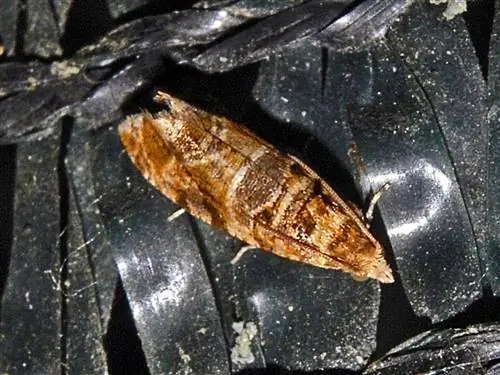 Симптомы и лечение пяденицы