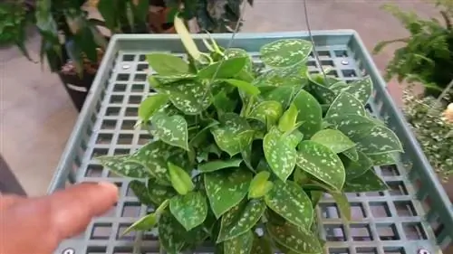 горшок с Scindapsus pictus, листья которого покрыты белыми точками