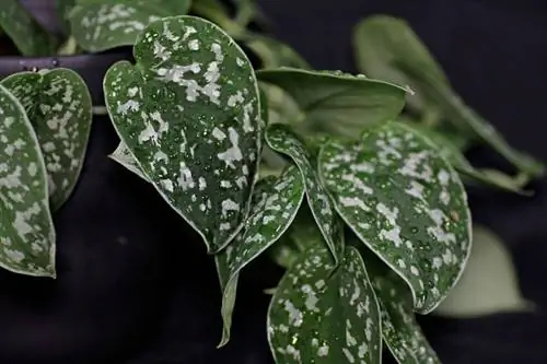 увеличенные листья Scindapsus pictus, на которых видны белые пятна