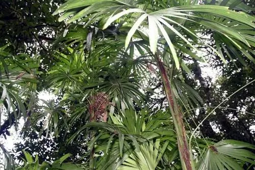 Raphis excelsa очень декоративна.