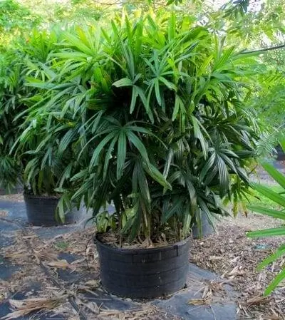 Raphis excelsa можно хранить в горшке.