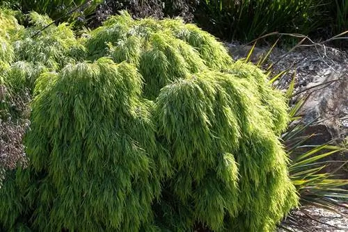 Акация узколистная (Acacia cognata)