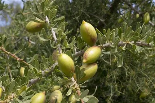 Плоды Argania spinosa