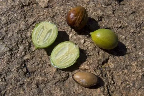 Плоды Argania spinosa