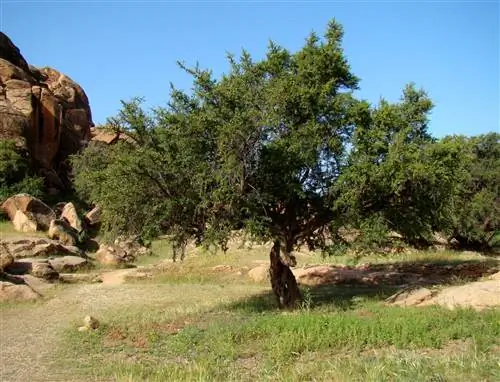 Арган (Argania spinosa)