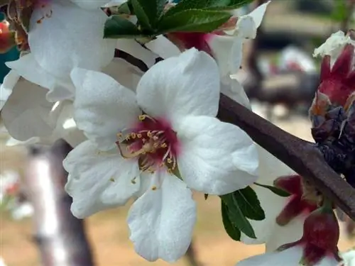 Prunus dulcis