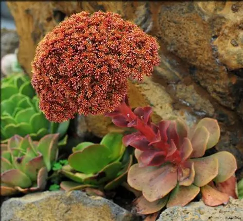 Эониум благородный цветы