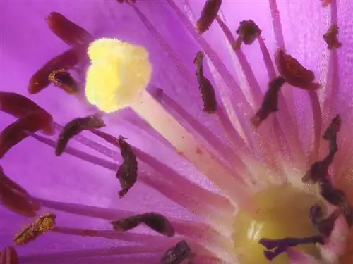 Каландриния крупноцветковая