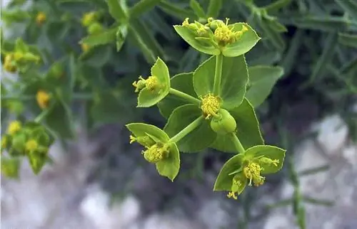 Euphorbia serrata, также называемая Higuera del inferno.