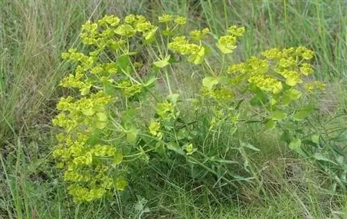 Адское фиговое дерево, растущее в дикой природе