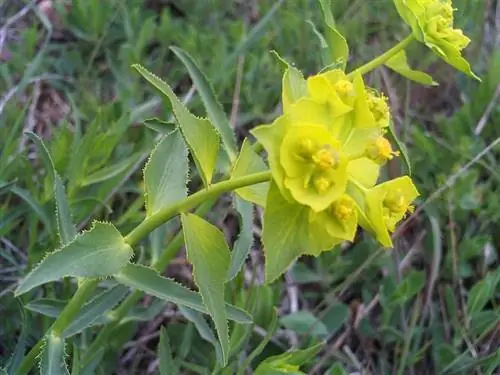 Euphorbia serrata или Адская смоковница