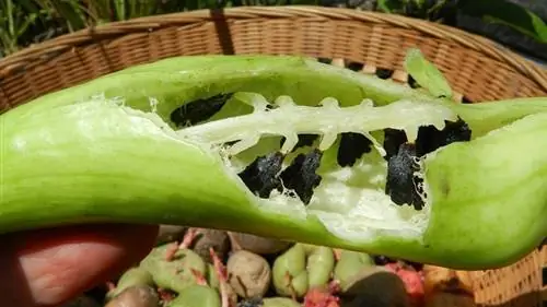 недвижимость кайгуа