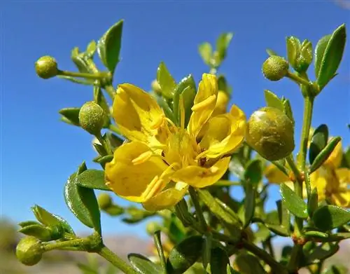 Управляющее растение (Larrea tridentata)