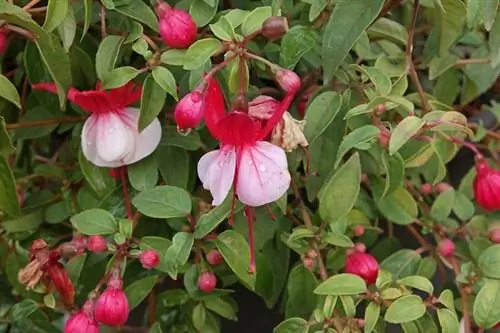 Серьги королевы вблизи, где вы можете увидеть, как некоторые из ее цветов открыты, а другие закрыты.