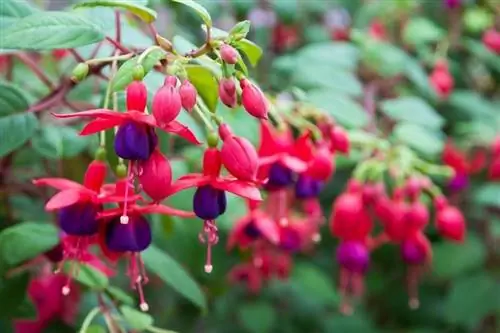 Серьги королевы (Fuchsia hybrida)