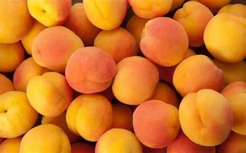 десятки оранжевых абрикосов или абрикосов