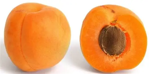 Плоды абрикоса (Prunus armeniaca)