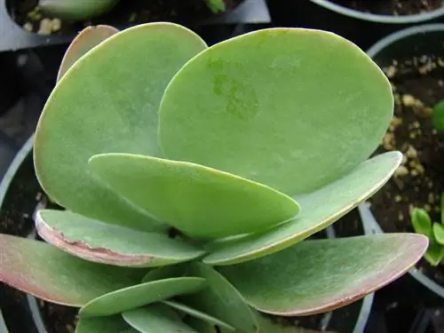 Каланхоэ тирсифлора - очень декоративный суккулент.