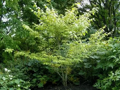 Алангиум китайский