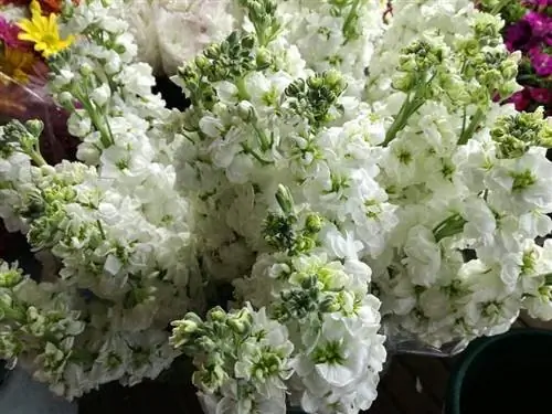 Белая плюмерия белая в цветочном букете