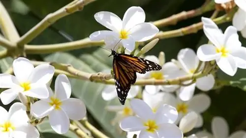 Белоцветник белый (Plumeria alba)