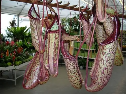 Непентес миранда