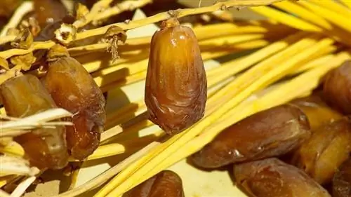 финики свежесобранные и оставленные сушиться