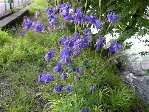Растение Aquilegia vulgaris очень декоративно.