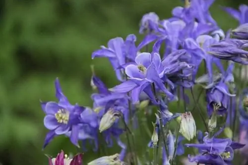 Цветки аквилегии обыкновенной голубые.