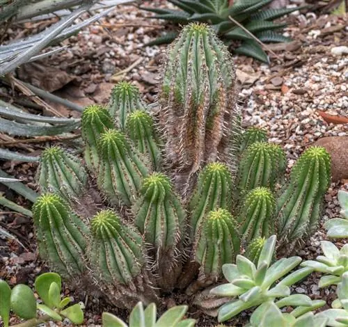 Молочай ужасный - растение, обитающее в засушливых регионах.