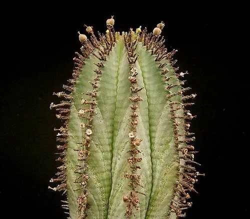 Euphorbia horrida производит маленькие декоративные цветы.