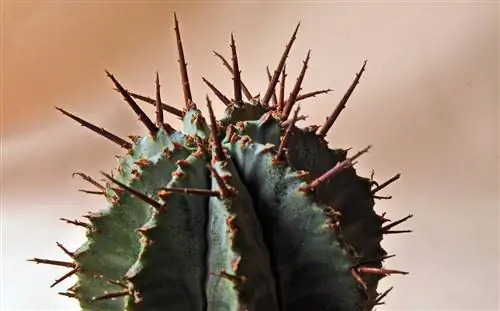 Шипы Euphorbia horrida безвредны.