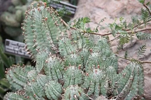 Ужасный молочай пускает всходы