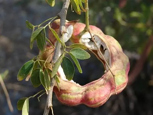 Дерево гуамучиль (Pithecellobium dulce)