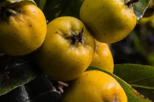 Тежокот (Crataegus mexicana)