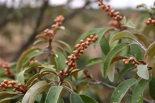 Кротон лавандовый (Croton gratissimus)