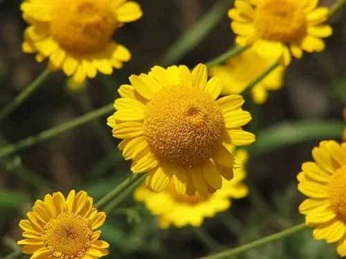 Anthemis красильный