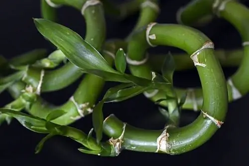Счастливый бамбук (Dracaena braunii)