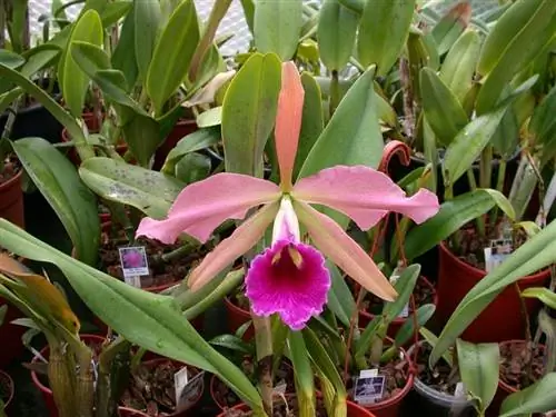 орхидея или Laelia tenebrosa, посаженная в маленькие горшки