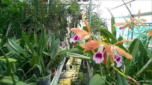 питомник с растением Laelia tenebrosa и другими растениями