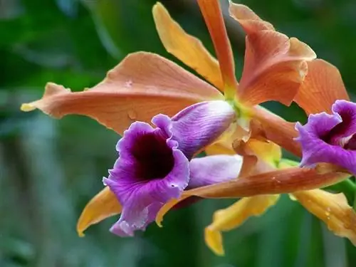 Laelia tenebrosa (виды Laelia)