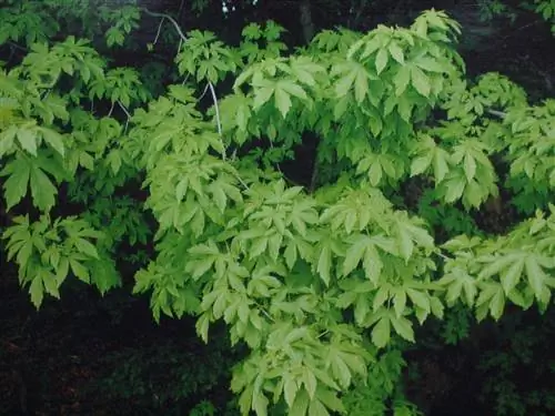 Acer holdreichii ssp visianii Acer holdreichii ssp visianii
