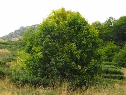 Греческий клен (Acer holdreichii)