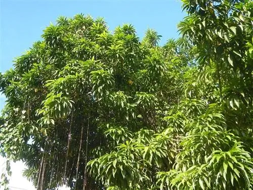 Канистра Канистра