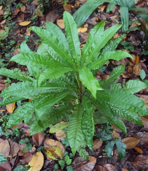 Канистел (Pouteria campechiana)