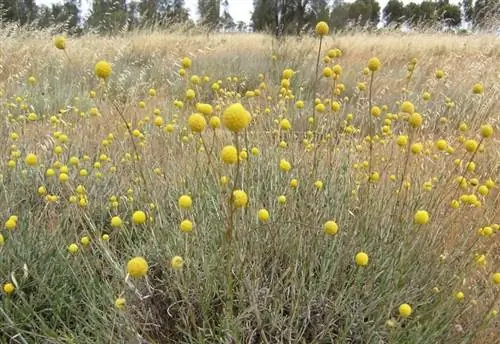 Поле, полное желтой Craspedia globosa Поле, полное желтой Craspedia globosa