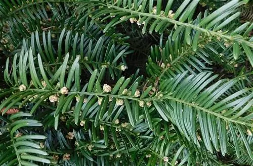 Cephalotaxus harringtonia var prostrata