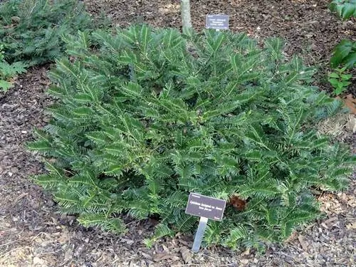 Cephalotaxus harringtonia var koreana