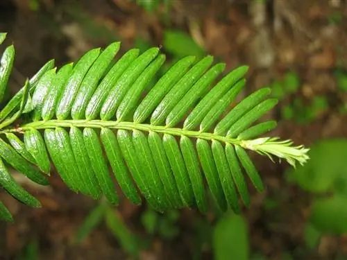 Цефалотаксус харрингтония вар нана