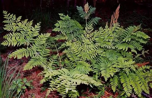 Королевский папоротник (Osmunda regalis)